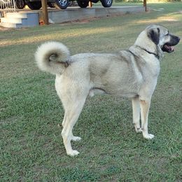 Kangal Puppies from DASA Ridge Kangals