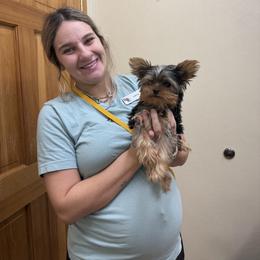 Yorkshire Terrier Puppies from Grand 7 Kennelz