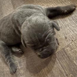 Boy 2 - Gray male Cane Corso puppy in New York from Ironside Cane Corso