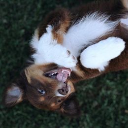 Australian Shepherd Puppies from Far Out Aussies