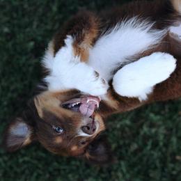 Australian Shepherd Puppies from Far Out Aussies