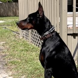 Kryptonite - Doberman Pinscher