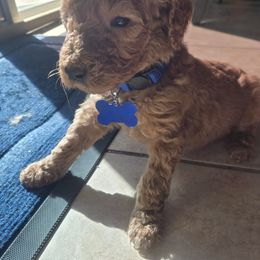 Casper - Apricot male Goldendoodle puppy in Tavares, Florida from Spirited Doodles