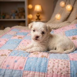 Romeo - White male Morkie puppy in Fall River, Massachusetts from Exquisite Babydoll Morkies and Yorkies