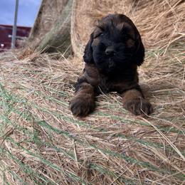 Batman - Sable male Goldendoodle puppy in Washington from 7 Sisters Cockapoos