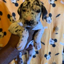 Boy 2 - Harlequin male Great Dane puppy in Anderson, South Carolina from QCM DANES