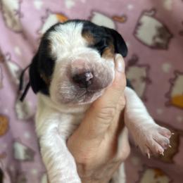 Alex - Black brown and white male Basset Hound puppy in Manton, Michigan from BeckysBassets