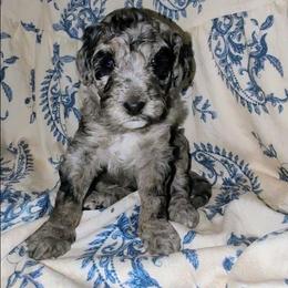 Neville - Blue merle male Sheepadoodle puppy in Austin, Texas from Darling Doodles