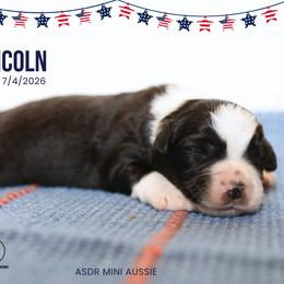 Lincoln - BTM - Black tri male Miniature Australian Shepherd puppy in Nacogdoches, Texas from TK Standard, Mini, & Toy Aussies