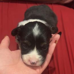 Jax - White and black male Pembroke Welsh Corgi puppy in Fontanelle, Iowa from Alegandra’s Pembroke Welsh Corgis