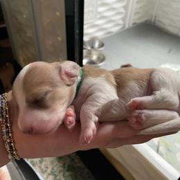 Aero - Piebald male Dachshund puppy in Mobile, Alabama from Ruff Patch Doxie Den