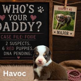 Havoc - Red tri male Miniature Australian Shepherd puppy in Oronogo, Missouri from Dutton's Show Me Farms