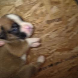 Missy - Fawn female Boxer puppy in Pine River, Wisconsin from Jenks Boxers