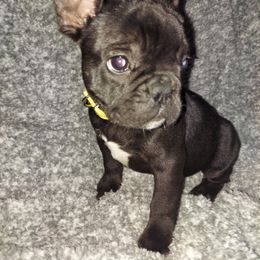 French Bulldog Puppies from Absolute Frenchie Connection