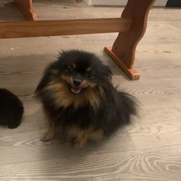 Lady - Pomeranian