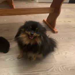 Lady - Pomeranian