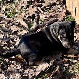 Cedar - Black tan and white male Bull Terrier puppy in Springfield, Ohio from Lynn Hill Bull Terriers