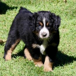 Canyon - Black tri male Miniature Australian Shepherd puppy in Fort Smith, Arkansas from Rye Hill Aussies