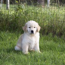 Golden Retriever Puppies from Honeysweet Goldens