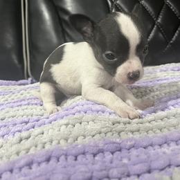 Chihuahua Puppies from Hocking Hills Chihuahua’s