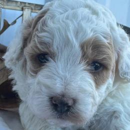 Aussiedoodle, Cockapoo, and Havapoo Puppies from Kaitlen Wood