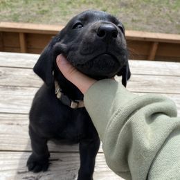 PEPPER (White collar) - Labrador Retriever puppy from Christian Martir