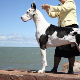 Great Danes from Chanoz Great Danes