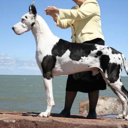 Great Danes from Chanoz Great Danes