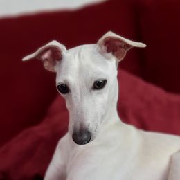 🏰 Castle 🏰  - Italian Greyhound
