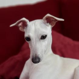 🏰 Castle 🏰  - Italian Greyhound
