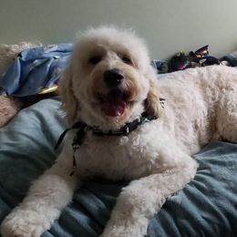 Ellie Mae - Goldendoodle