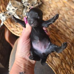 Tammy Wynette - Liver female Shihpoo puppy in Delphos, Ohio from Route 66 Puppies