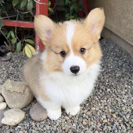 Pembroke Welsh Corgi Puppies from Kern River Corgis