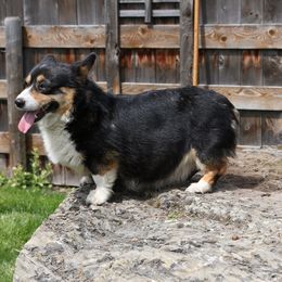 Missy - Pembroke Welsh Corgi