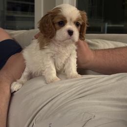 Cavalier King Charles Spaniel Puppies from Farmhouse Cavaliers NC