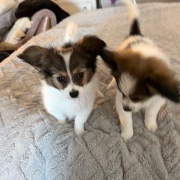 Girl 2 - Red white and sable female Papillon puppy in Lexington, South Carolina from Heather's Papillons
