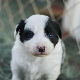 Charlie - Black and white male Border Collie puppy in Hesperus, Colorado from I&A Border Collies