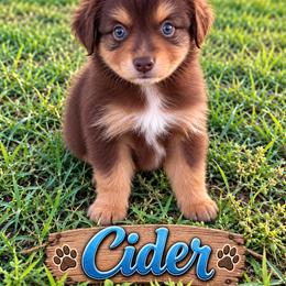 Cider - Red tri male Miniature Australian Shepherd puppy in Idalou, Texas from Lonesome Pine Mini Aussies