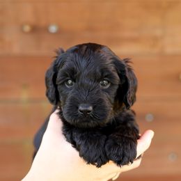 Blue - Black male Australian Labradoodle puppy in Williamstown, New York from Lewis Manor Labradoodles