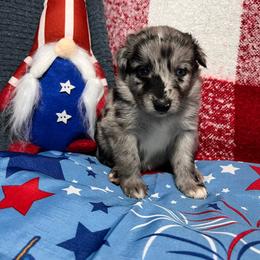 Sailor - Blue merle male Australian Shepherd puppy in Rose Hill, North Carolina from Motega Australian Shepherds