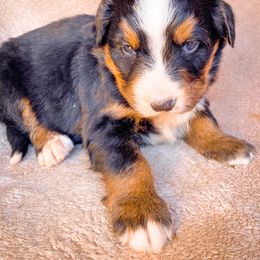 Bernedoodle, Bernese Mountain Dog, and Siberian Husky Puppies from Timberline Paws