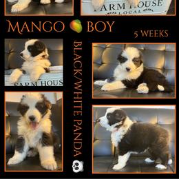 MANGO BOY - Panda male German Shepherd puppy in Apache Junction, Arizona from CS Vista Farms