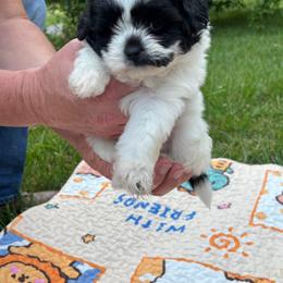 Gus - Black and white male Shihpoo puppy in Charleston, West Virginia from Mountain State Puppies