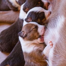 McNab Puppies from Vanir McNab Shepherds