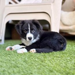 LUIGI - Black & white male Miniature American Shepherd puppy in Puyallup, Washington from FERGI’S GEMINI MAS