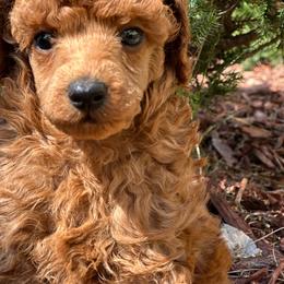 Black Gold ..... - Red  male Poodle puppy in Leesville, Louisiana from BlackGoldToyPoodles