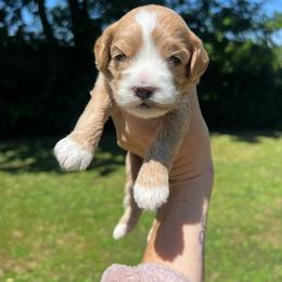 Navy Boy - Red  male Goldendoodle puppy in Richmond, Kentucky from The Doting Doodle