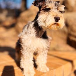 Trout - Miniature Schnauzer