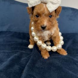 Purple collar - Red  female Goldendoodle puppy in Calico Rock, Arkansas from Cottrell’s Poodles & Doodles