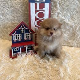 Grace - Chocolate female Pomsky puppy in Bucyrus, Missouri from Hill Top Pomskies